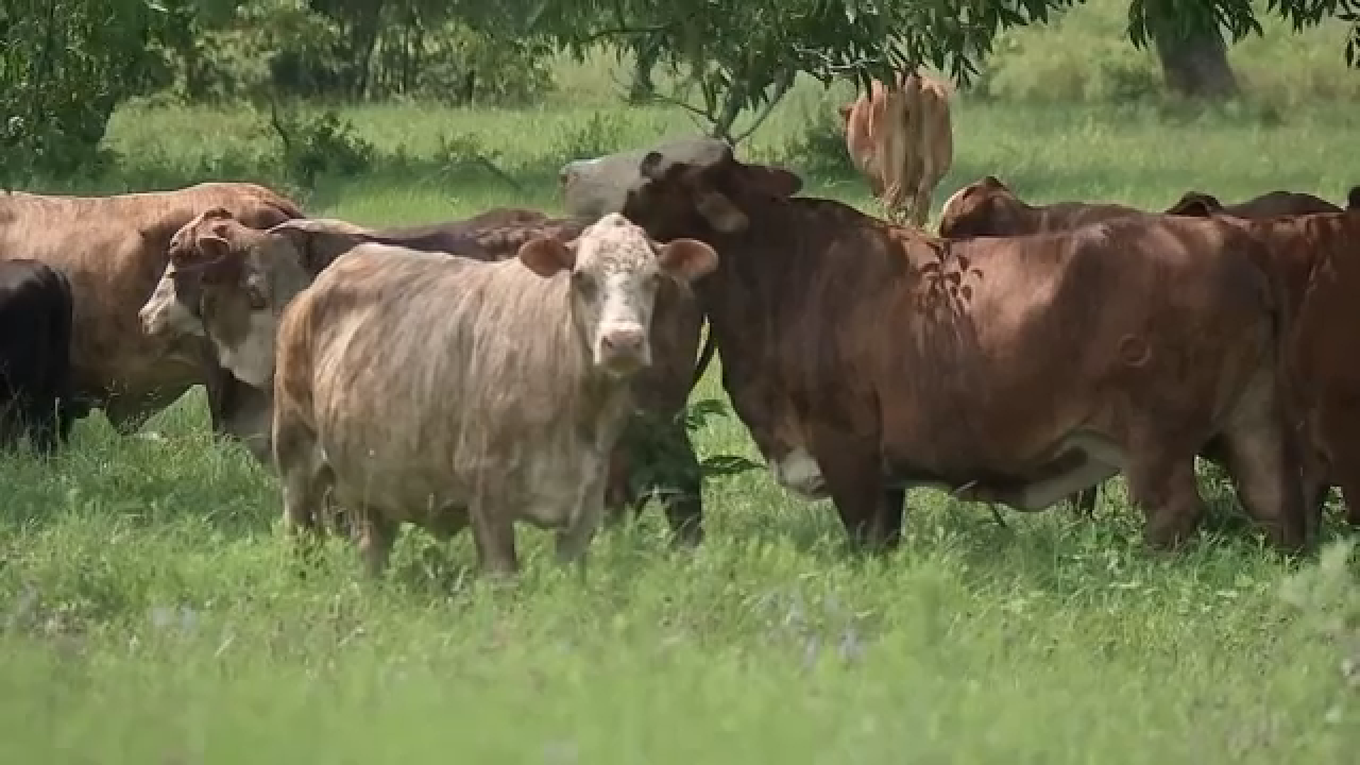Suspect arrested after 5 felony warrants for livestock theft, Waller County Sheriff's Office says
