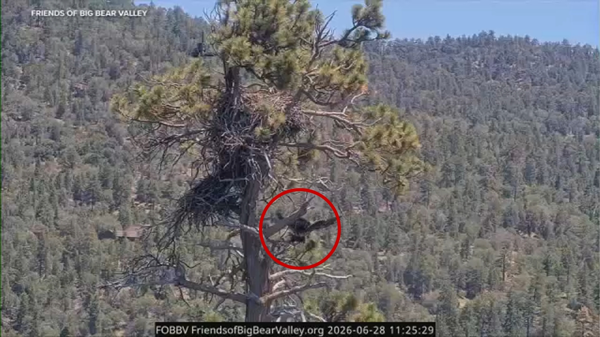 Jackie and Shadow's eaglet Sandy falls out of nest in accidental fledge in Big Bear